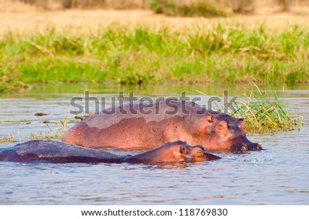 Hippopotamus swim in the water on  a half