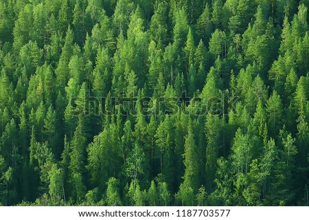 texture coniferous forest top view / landscape green forest, taiga peaks of fir trees Royalty-Free Stock Photo #1187703577