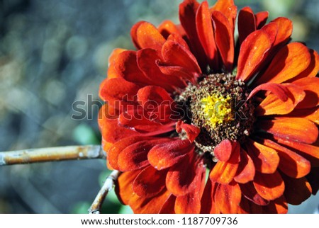 Zinnia red flower blooming, gray soil soft background bokeh, top view