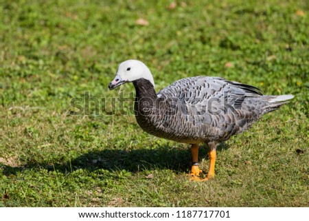 Emperor goose looking for food in grass