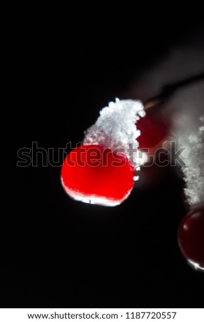 Frozen Viburnum Under Snow. Bright red berries. A Christmas Santa hat on a black background. Merry Christmas and Happy New year, winter concept. close-up, blurred focus.