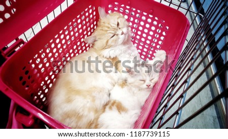
Furry persian cat That are currently popular for raising in Thailand