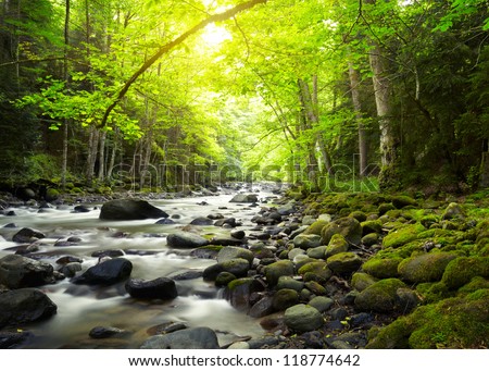 Mountain River in the wood Royalty-Free Stock Photo #118774642