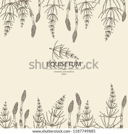 Background with equisetum: plant and escape equisetum. Horsetail. Cosmetics and medical plant. Vector hand drawn illustration.