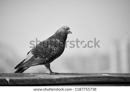 Black and white picture of a pigeon in a city, selective focus on an eye.