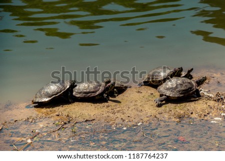 Lonely turtles found by the lake