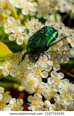 Picture of an insect  sitting on a flower petal