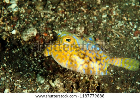 Thornback cowfish, Lactoria fornasini, Bali Indonesia.