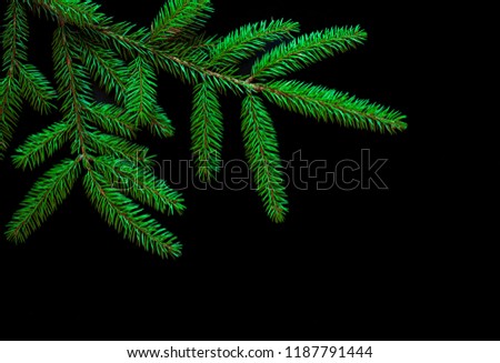 Beautiful Nature Background with fresh fir tree branches. Spruce branches isolated on black background. Christmas Template for design. Web banner with copy space. Top view