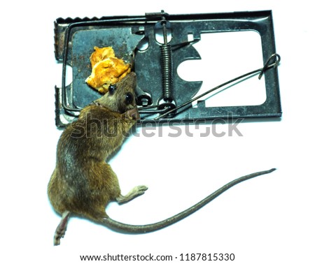 The mice trapped in white background.