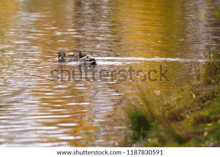 many ducks swim in the lake in the Park in autumn