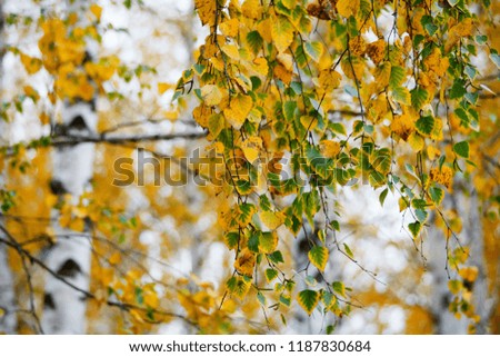 Golden birch leaves/ branches in autumn/ fall