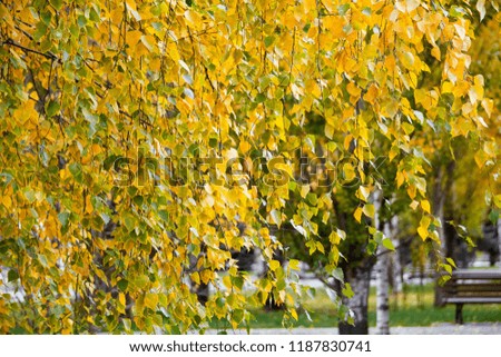 Golden birch leaves/ branches in autumn/ fall