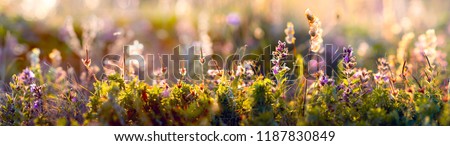 wild blue flowers and grass closeup, horizontal panorama photo Royalty-Free Stock Photo #1187830849
