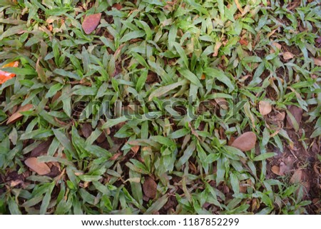 Closeup of grass in a garden