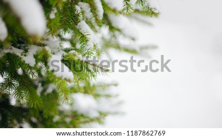 Beautiful Winter Background. Scenic Wintertime Wallpaper. Snow-covered fir tree branches close up outdoors with selective focus. Nature Wide screen Web banner with copy space