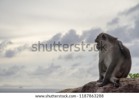 Monkey living on Phi Phi Island Krabi, Thailand
