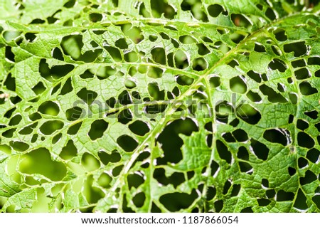 green dotted leaf