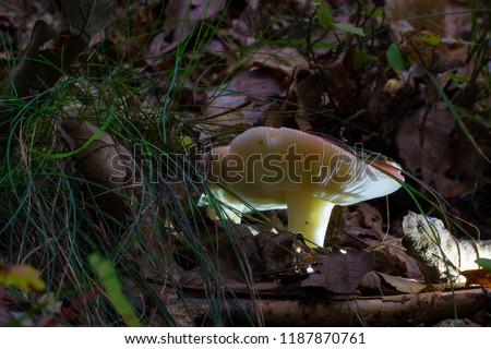 Fantasy Photo, Mushroom Illuminated Or Enlightened. Photograph Of Fungus Illuminated By Back Light In Natural Forest Environment.