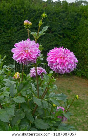 Close up of flowering Dahlia 'Optic Illusion' in a garden flower border Royalty-Free Stock Photo #1187887057