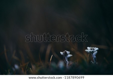 Edelweiss flower closeup