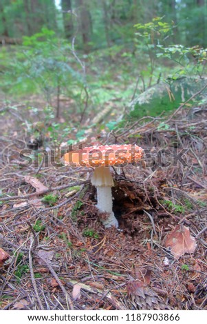 The picture was taken in Ukraine, in the forest of the Carpathian Mountains. On the photo the amanita grows in the forest.