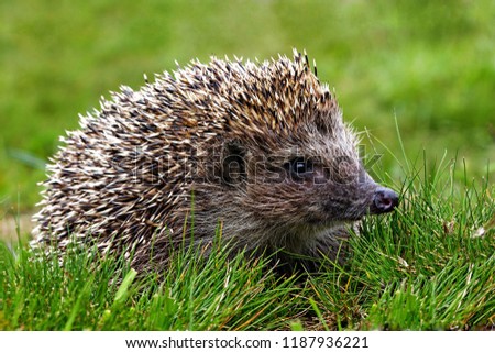 Hedgehog, wild animal with cute nose close up. Native European adult little hedgehog in green grass. Macro spines & needles, ear, eye adorable hedgehog baby portrait in forest. Wildlife nature concept