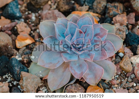 succulent plant growing in rocks