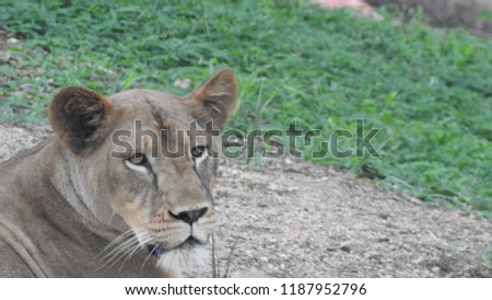 Portrait of a lioness relaxing on grass, Extreme detailed close up of female African lioness in forest. With isolated green grass in background ultimate view.