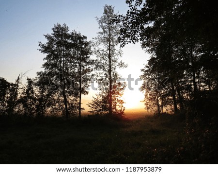 Beautiful Nature Wild Landscape Sunrise with Trees and a Foggy Mist