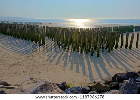 Wooden poles for the cultivation of bouchot mussels on the beach of Wissant