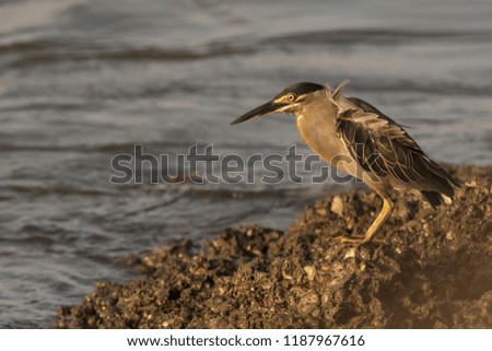 A Striated Heron (Butorides striata), foraging by a water body in Goa, India