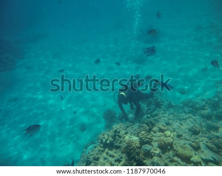 Scuba diving with fish on coral reef at sea