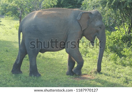Profil picture of a smiling elephant in India