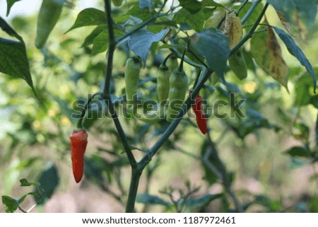 a picture of chili vegetables, from agriculture, rice fields.
