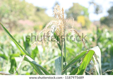 picture of vegetables / corn, from agriculture, rice fields.
