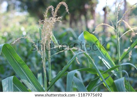 picture of vegetables / corn, from agriculture, rice fields.
