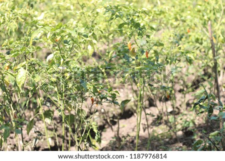 picture of vegetables / chili, from agriculture, rice fields.
