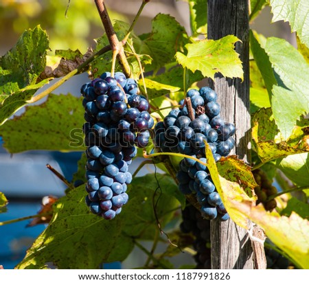 Far East grapes on a branch