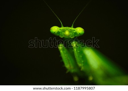 The Mantis are bright green and subtle in darkness.macro