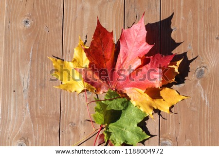 autumn leaves. Maple. Yellow, green, purple, golden.