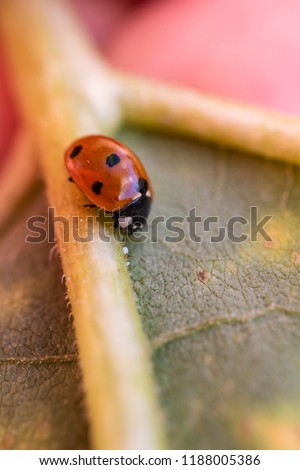 macro photo of a ladybug on leaf