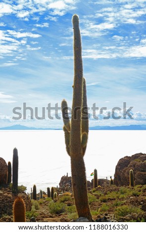 Centuries-old Giant Cactus on the Isla Incahuasi, a Rocky Outcrop in the Middle of Uyuni Salt Flats in Bolivia, South America