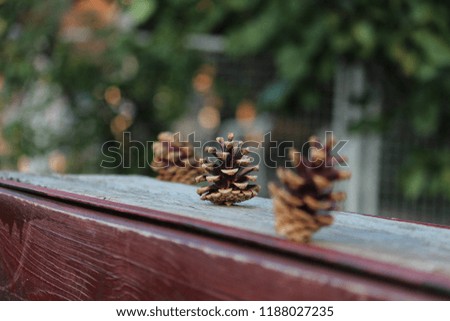 Pine cone on the self