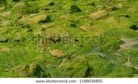 Background of green seaweed growing on rocks on a North sea beach on Opal cost, France