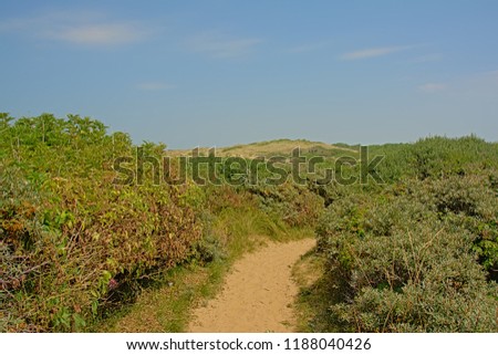 Path through dunes with shrubs on the side green vegetation on the North sea Opal coast, with the city of Wimereux in the distance, under a clear blue sky, Nord Pas De calais, France
