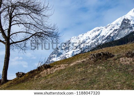 Winter landscape: Dry tree and green grass against frozen montains in clear sunlight morning.
