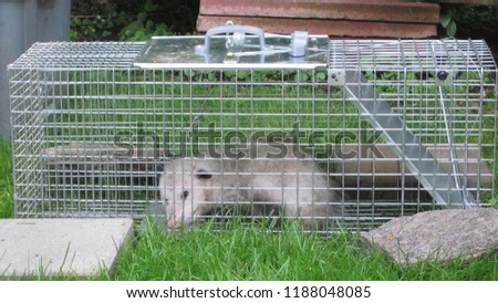 Trapped Opossum Possum in no kill cage Urban Wildlife