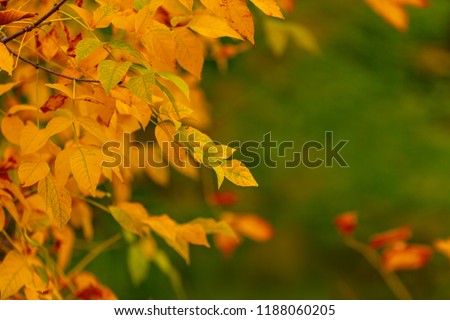 charm of the golden autumn