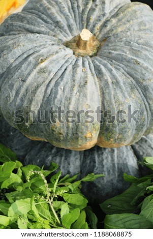 Fresh pumpkin in the market